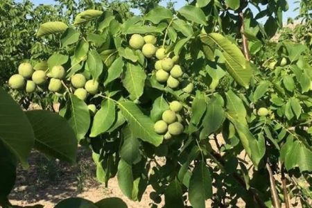 آغاز برداشت گردو از باغ‌های آذربایجان غربی 
