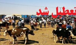 تعطیلی موقت میادین دام آذربایجان غربی برای مهار تب‌برفکی