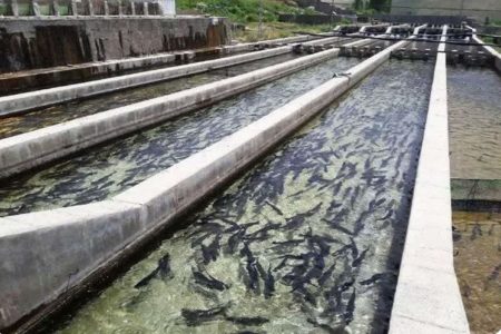 عرضه مستقیم آبزیان در ۵۰ واحد آذربایجان غربی/ تولید با وجود شرایط جنگی ادامه دارد