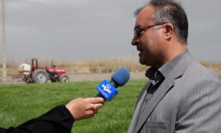 ۴۰۶ هزار هکتار از اراضی آذربایجان غربی زیر کشت گندم رفت