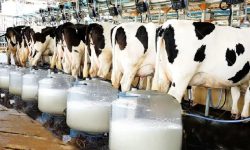 ۳۰ درصد تولیدات لبنی آذربایجان‌غربی راهی بازارهای صادراتی می‌شود