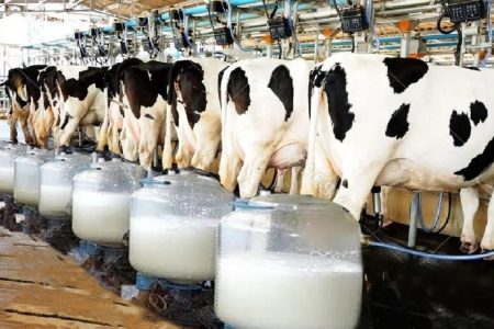 ۳۰ درصد تولیدات لبنی آذربایجان‌غربی راهی بازارهای صادراتی می‌شود