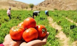 پیش بینی برداشت بیش از ۲۰۰۰تن گوجه فرنگی از مزارع آذربایجان غربی